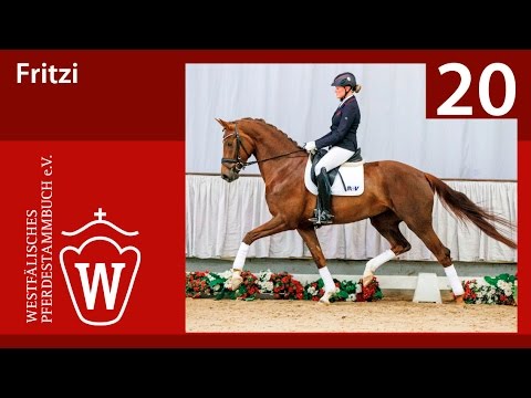 20 Fritzi Stute v. Franziskus - Warkando Wonderboy