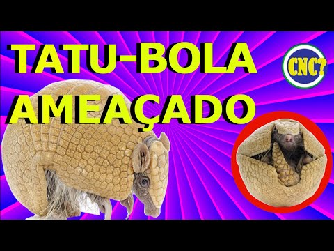 Tatu-Bola-Do-Nordeste Corre Risco De Extinção