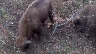 preview picture of video 'BISONBONASUS | Bisontes en San Cebrián de Mudá'