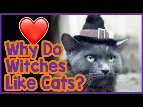 Why do witches like cats? - Cat History!