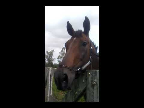 Invasor y Brujo de Olleros!