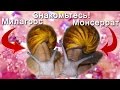 АСМР: Мои любимые гигантские улитки. ASMR: My favorite giant snails (HD ...