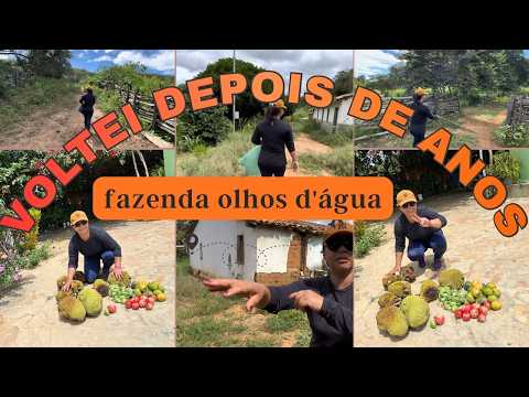 A Fazenda Olhos D’Água: Minha Infância, Trabalho e Muitas Memórias 🌻