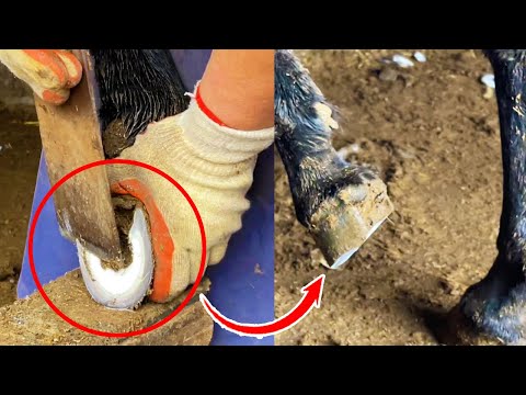 The two masters trimmed the donkey's hoofs with quick and decisive hands and feet丨ASMR