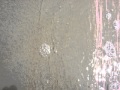Weird Rocks That Scuttle Into The Sand After Waves
