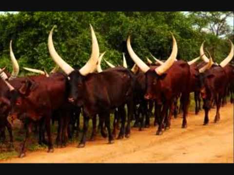 Ziravumera-MASSAMBA INTORE