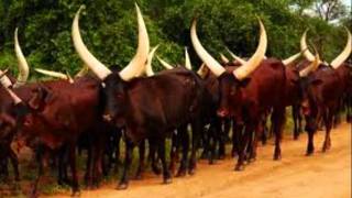 Ziravumera-MASSAMBA INTORE Ziravumera-MASSAMBA INTORE