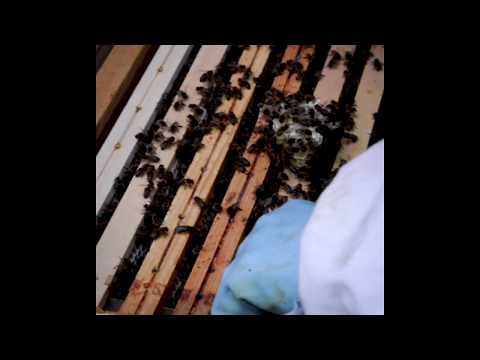 , title : 'Futuristische beepod herbergt duizenden bijen'