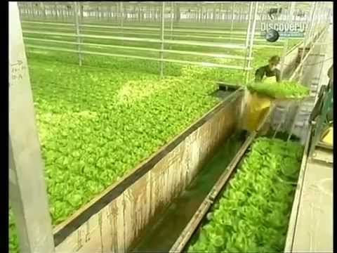 , title : 'Jak se pěstuje hlávkový salát'