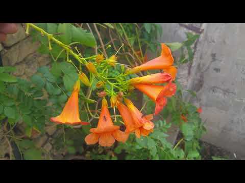 Beautiful flowers/natural video free download/no copyright video/use free video HD/Niaz FVD