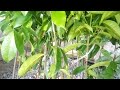 Profitability Of Growing Bitter Kola