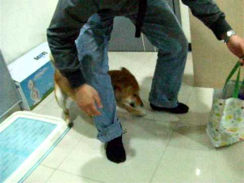 Fighter是激動戰士.....(原發表者:Fighter爸)(影片)