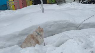 Breaking News ~ Going w 'The American Model' GFS Potential Cape Cod Blizzard ~ Storms All Lined Up