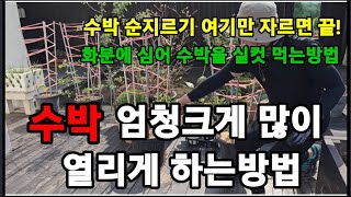 수박!줄기마다 주렁주렁 달리게순지르기 하는 초간단 비법! #수박재배 #수박키우기 #수박순지르기 #수박곁순제거…