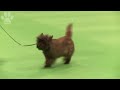 Cairn Terrier - Cairn Terrier - Best of Breed - Crufts 2013 