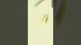 犬夜叉のオープニング歌ってみた