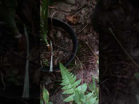 うちのモンステラ・デリシオサが泣いているのはなぜですか？これは悪い兆候ですか？  庭園