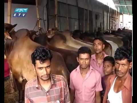 চট্টগ্রামে জমে উঠেছে কোরবানির পশুর হাট