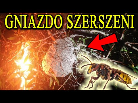 Hornet's Nest - Burn, Suck Out, Exterminate?