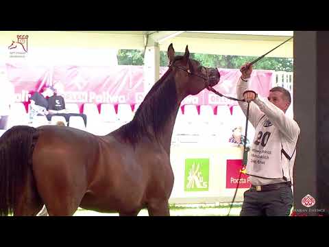 N20 EURAZJA (PL) - 2020 PRIDE OF POLAND - 42nd Arabian Horse National Show - Yearling Fillies (C...