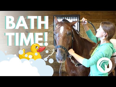 How to Bathe a Horse (Step-By-Step Guide)