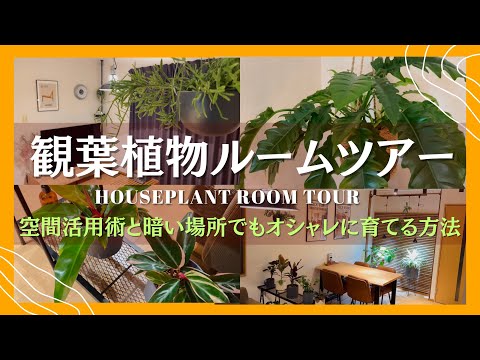 暗闇でも生きられる植物は何ですか?家の暗い空間を照らす6種  庭園