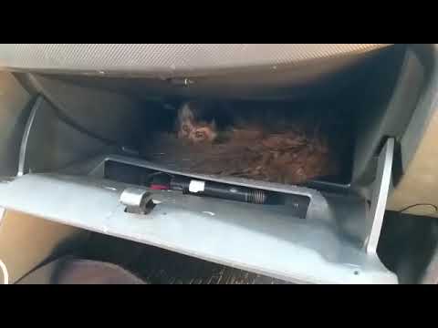 Macacos são encontrados dentro de porta-luvas de carro em SP