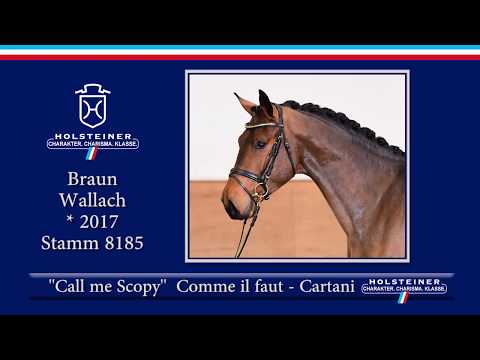 Holsteiner Frühjahrsauktion 2020 - Nr. 10 Call me Scopy v. Comme il faut - Cartani