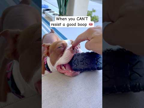 Must BOOP 👈 #pets #dogshorts #funny #memes #nose #shorts