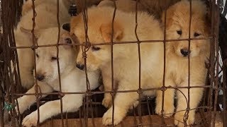 Yulin Dog Meat Festival CONTINUES!!! | China Uncensored
