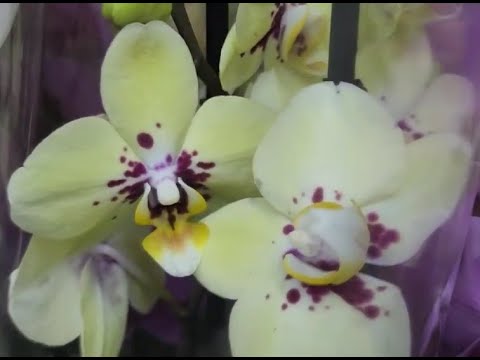 ЗАВОЗ прекрасных ОРХИДЕЙ в "Юге",04.03.23!Магазин "Букет Юг":Самара,ул.Авиационная,8.