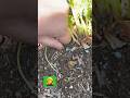 The carrot doesn’t want to come out | Harvest fails | #shorts