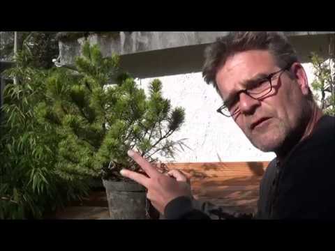 Bonsai 2019-19 - Tannen, Kiefer, Wacholder - kleine Einkaufstour im Herbst!