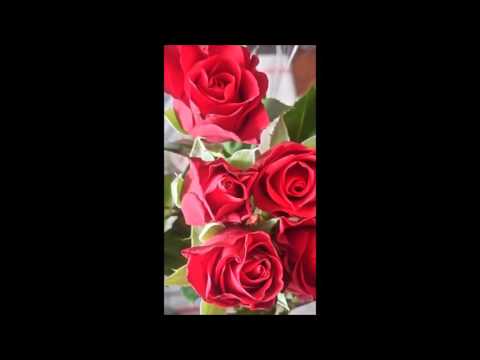 Alive - Anders Fernette