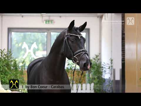 Verden Stallion Licensing 2021 - Dressage -  Nov. 4-6 - No. 3 Stallion by Bon Coeur - Carabas