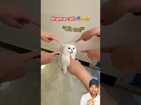 funny drama queen cats 🎭😂 #funny #funnycats #catvideos #dramacat #cat