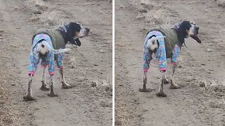 Adventurous dog has some nice shoes make out of mud #shorts