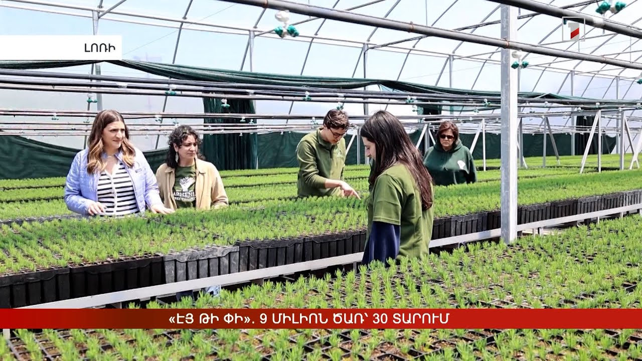 «Էյ-Թի-Փի». 9 միլիոն ծառ՝ 30 տարում