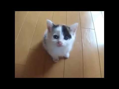How much cute this cat. No one can go without watching it.