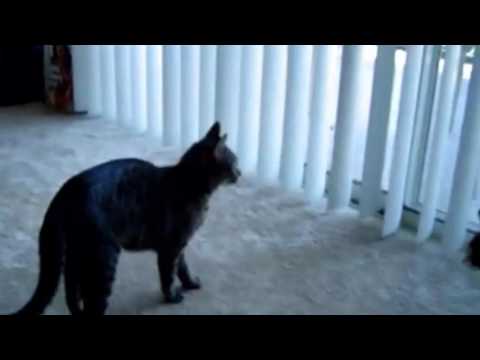 YouTube video about: What does it mean when a cat hunches its back?