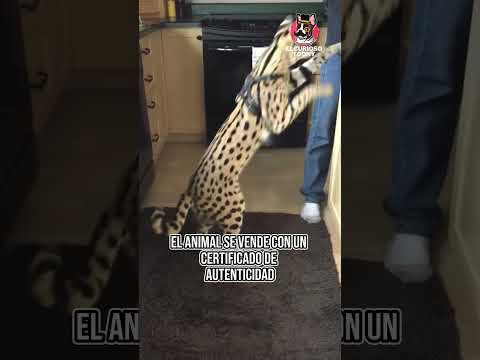 Ashera, the breed of cat worth more than a house. #shorts #viral