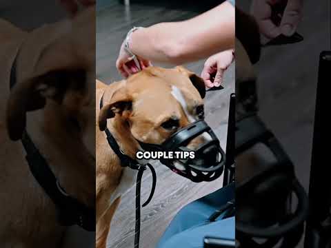 Fitting your dog’s muzzle properly! #dogmuzzle #muzzletraining #muzzleconditioning