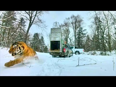 Amur Tiger Back in the Wild | Real Encounters from Russia’s Wilderness! #37