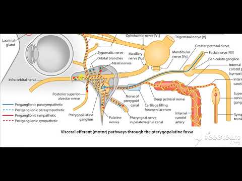 pterygopalatine ganglion 9