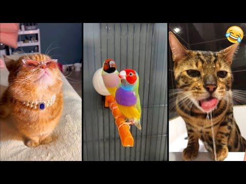 Funny ANIMALS videos 😂 Funniest CATS😺 and DOGS🐶 2025 , part27
