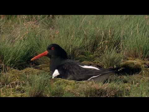 Ostfriesland: Wattenmeer (HD)