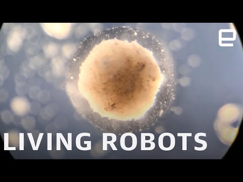 image-What is a programmable robot?