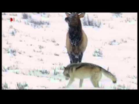 Wolf pack (Yellowstone Druid pack) vs Elk (Waipiti)