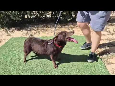 Vídeo de CONSTANÇA