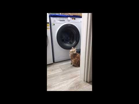IL GATTO VEDE LA LAVATRICE IN AZIONE E QUELLO CHE FA E' DIVERTENTISSIMO!